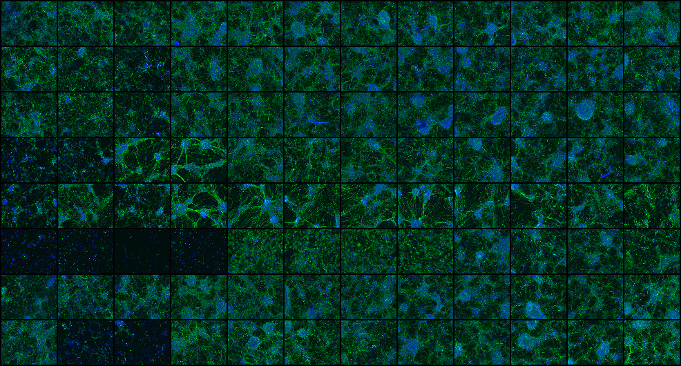 Compound screen on cells in 96-well format